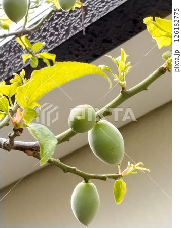 梅の実　青梅 126182775