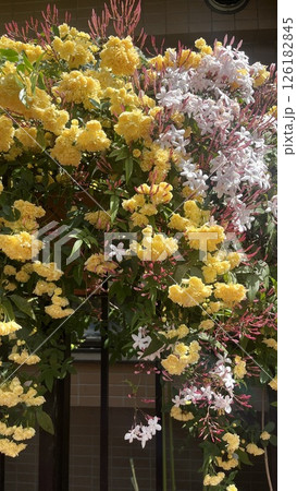 黄色いお花 126182845