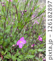 野に咲くピンクの花 126182897