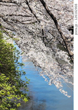 東京都市風景 目黒川の桜 タテ位置 東京都市風景 目黒川の桜 タテ位置 126182908