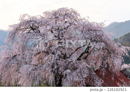 輝く枝垂れ桜 輝く枝垂れ桜 126182921