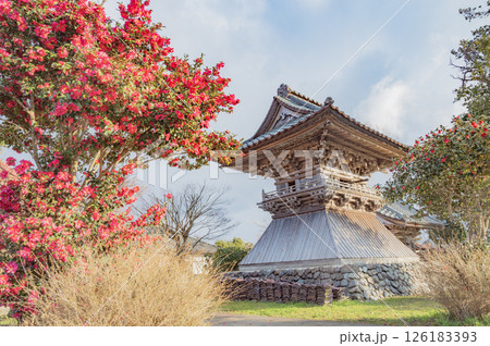 佐渡 ツバキと寺の鐘楼 佐渡 ツバキと寺の鐘楼 126183393