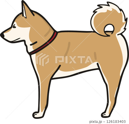 横から見た可愛い柴犬のイラスト 126183403