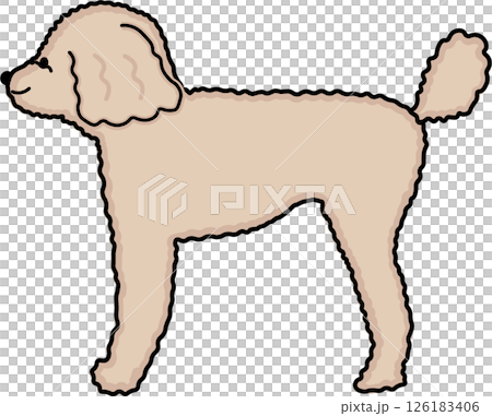 Side view of a cream-colored, high-backed toy poodle 126183406