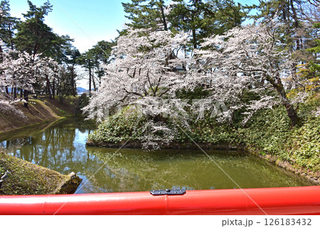 弘前公園 日本一の桜 弘前公園 日本一の桜 126183432