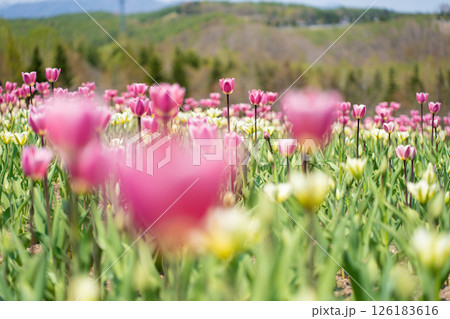 風に揺れるチューリップ 126183616