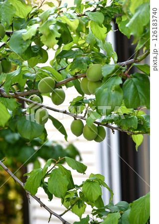 梅の実　青梅 126183740