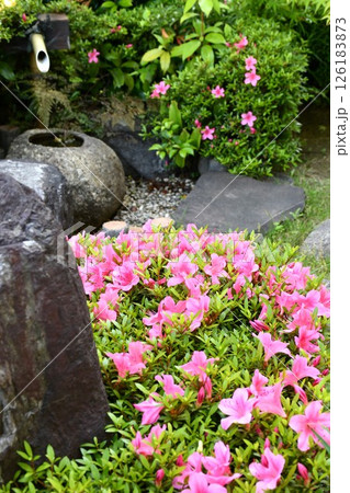 満開のサツキ　ガーデニング 126183873