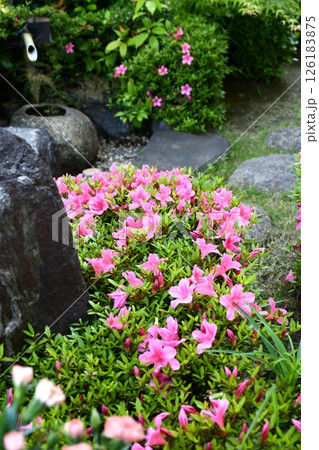 満開のサツキ　ガーデニング 126183875