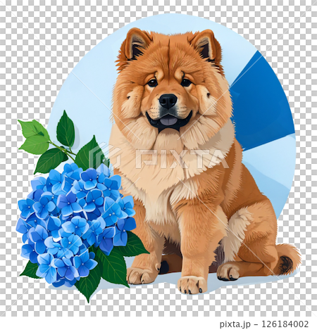 一隻成年鬆獅犬坐在繡球花旁的插圖 1 / 傳單或海報材料 126184002