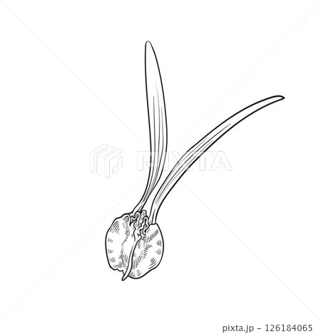Dipterocarpus alatus fruit hand drawn. Dipterocarpus alatus fruit hand drawn. 126184065