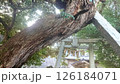 杉の木の先に鳥居 126184071