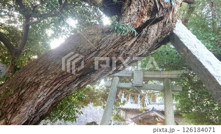 杉の木の先に鳥居 杉の木の先に鳥居 126184071
