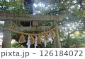 鳥居を見上げると、木漏れ日。 126184072