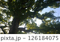 神社の大木 126184075