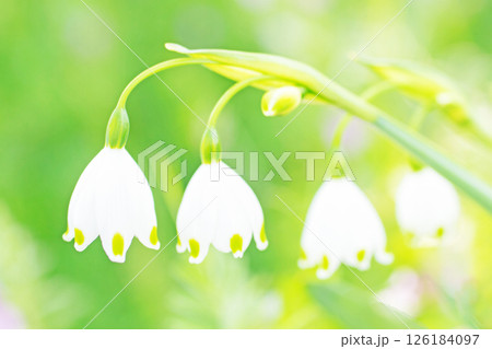 家の周りの草花 四季の色々 庭の片隅に白い可憐なスノーフレークの花が咲きました 家の周りの草花 四季の色々 庭の片隅に白い可憐なスノーフレークの花が咲きました 126184097