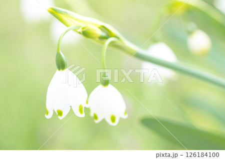 家の周りの草花　四季の色々　庭の片隅に白い可憐なスノーフレークの花が咲きました　 126184100