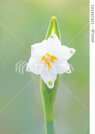 家の周りの草花　四季の色々　庭の片隅に白い可憐なスノーフレークの花が咲きました　l 126184101