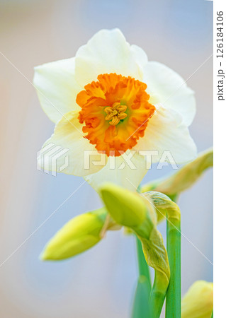家の周りの草花 四季の色々 春早の公園に白く美しい可憐な口紅スイセンの花が咲きました 家の周りの草花 四季の色々 春早の公園に白く美しい可憐な口紅スイセンの花が咲きました 126184106