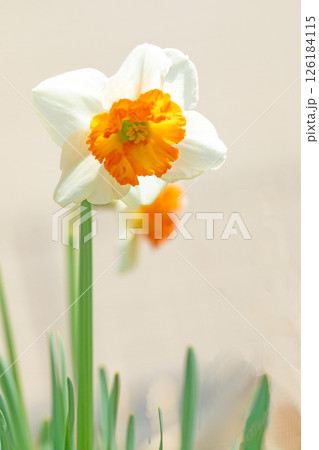 家の周りの草花 四季の色々 春早の公園に白く美しい可憐な口紅スイセンの花が咲きました l 家の周りの草花 四季の色々 春早の公園に白く美しい可憐な口紅スイセンの花が咲きました l 126184115