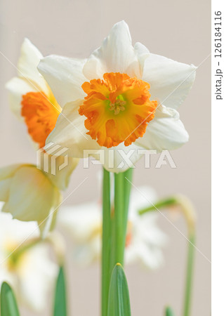 家の周りの草花　四季の色々　春早の公園に白く美しい可憐な口紅スイセンの花が咲きました　l 126184116