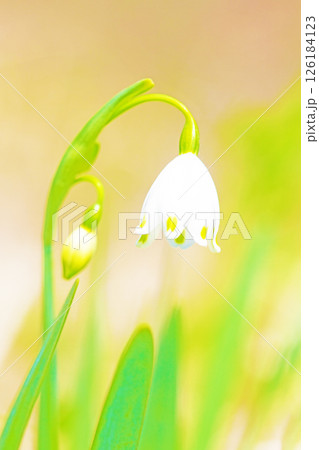 家の周りの草花 四季の色々 庭の片隅に白い可憐なスノーフレークの花が咲きました 家の周りの草花 四季の色々 庭の片隅に白い可憐なスノーフレークの花が咲きました 126184123