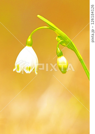 家の周りの草花　四季の色々　庭の片隅に白い可憐なスノーフレークの花が咲きました　 126184126