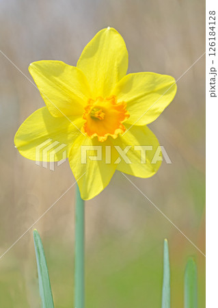 家の周りの草花　四季の色々　春早の公園の花壇に黄色く美しい可憐ラッパスイセンの花が咲きました　 126184128
