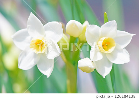 家の周りの草花　四季の色々　庭の片隅に春の訪れを告げる日本スイセンの可憐な花が咲きました　 126184139