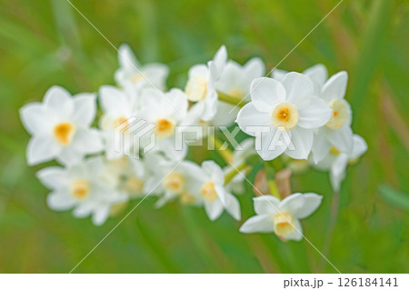 家の周りの草花　四季の色々　庭の片隅に春の訪れを告げる日本スイセンの可憐な花が咲きました　 126184141