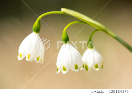 家の周りの草花 四季の色々 庭の片隅に白い可憐なスノーフレークの花が咲きました 家の周りの草花 四季の色々 庭の片隅に白い可憐なスノーフレークの花が咲きました 126184173