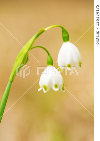 家の周りの草花　四季の色々　庭の片隅に白い可憐なスノーフレークの花が咲きました　 126184175