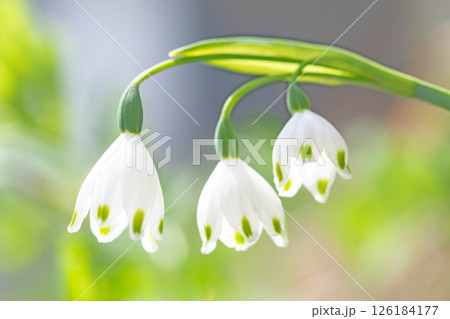 家の周りの草花　四季の色々　庭の片隅に白い可憐なスノーフレークの花が咲きました　 126184177
