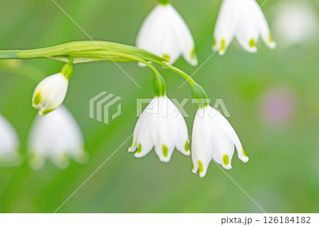 家の周りの草花　四季の色々　庭の片隅に白い可憐なスノーフレークの花が咲きました　 126184182