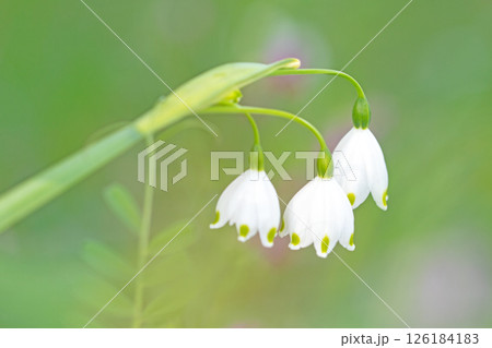 家の周りの草花 四季の色々 庭の片隅に白い可憐なスノーフレークの花が咲きました 家の周りの草花 四季の色々 庭の片隅に白い可憐なスノーフレークの花が咲きました 126184183