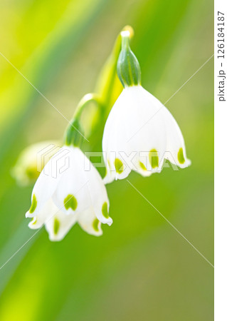 家の周りの草花　四季の色々　庭の片隅に白い可憐なスノーフレークの花が咲きました　 126184187