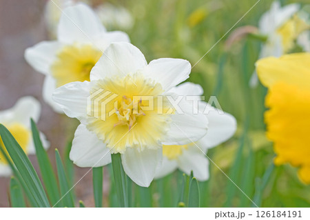 家の周りに草花 四季の色々 春の公園の花壇に白い清楚なラッパスイセンの花が咲きました l 家の周りに草花 四季の色々 春の公園の花壇に白い清楚なラッパスイセンの花が咲きました l 126184191