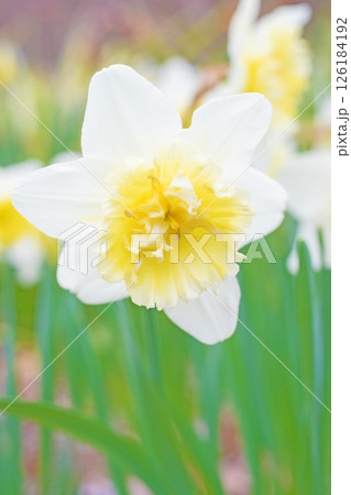 家の周りに草花 四季の色々 春の公園の花壇に白い清楚なラッパスイセンの花が咲きました l 家の周りに草花 四季の色々 春の公園の花壇に白い清楚なラッパスイセンの花が咲きました l 126184192