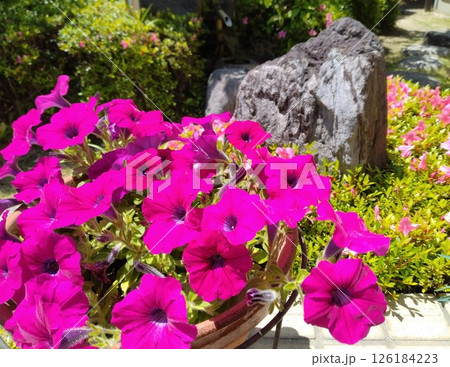 満開のペチュニア 126184223