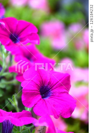 満開のペチュニア 126184232