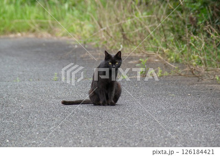 黒猫 野良猫 黒猫 野良猫 126184421
