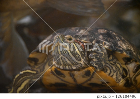 カメ 126184496