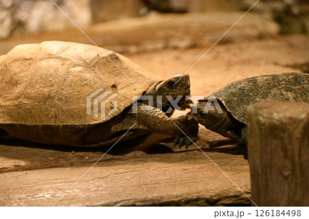 カメ 126184498