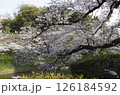 桜が満開になった千鳥ヶ淵 126184592