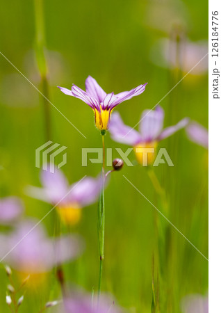 庭石菖 (にわぜきしょう)  126184776