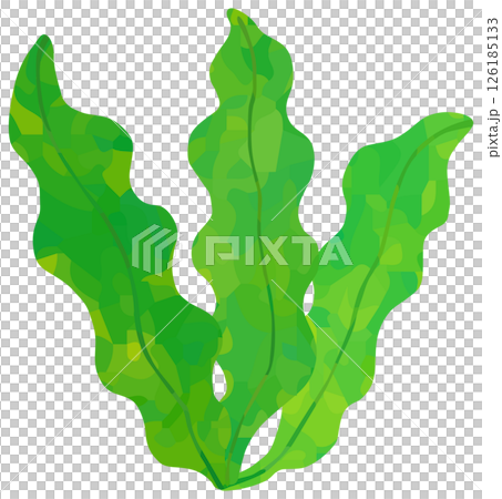 Wakame seaweed illustration vector material 126185133