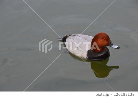 ホシハジロ(オス)（岸和田城 堀割／大阪府岸和田市岸城町） 126185138