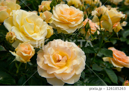 黄色いバラ 黄色いバラ 126185263