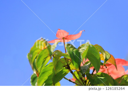 ピンク色のヤマボウシの花 126185264