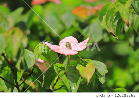ピンク色のヤマボウシの花 126185265